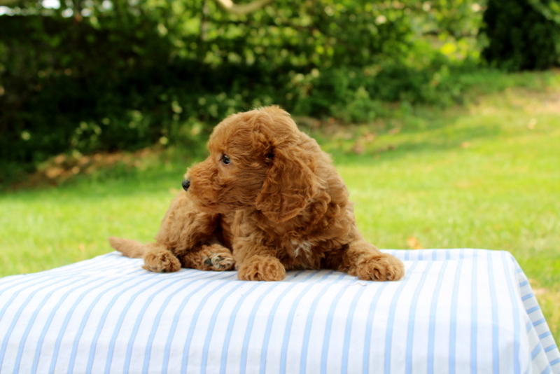 puppy, for, sale, Mini Goldendoodle F1B, Matthew B. Stoltzfus, dog, breeder, Gap, PA, dog-breeder, puppy-for-sale, forsale, nearby, find, puppyfind, locator, puppylocator, aca